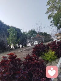 让花成花，让树成树，顺其自然。静待花开。配图