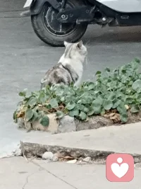 看到一只肥猫在注视着远方。配图