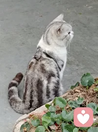 看到一只肥猫在注视着远方。配图