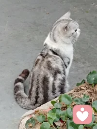 看到一只肥猫在注视着远方。配图