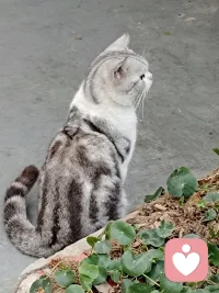 看到一只肥猫在注视着远方。配图