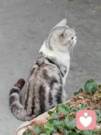 看到一只肥猫在注视着远方。配图