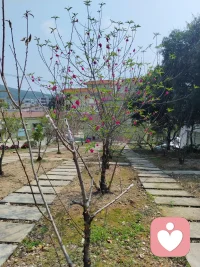 孩子是父母的一面镜子，孩子的问题就是父母的问题的折射。
每天愁眉苦脸的父母孩子能不焦虑抑郁吗？
像我一个切一个马铃薯也能发美，孩子也跟着一起来欣赏这种美，自然孩子也能从生活中发现美好。自然就能阳光。


每天都刻意从生活中找出美感来。这样你才能更开心，才不会烦恼。配图