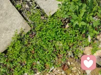 孩子是父母的一面镜子，孩子的问题就是父母的问题的折射。
每天愁眉苦脸的父母孩子能不焦虑抑郁吗？
像我一个切一个马铃薯也能发美，孩子也跟着一起来欣赏这种美，自然孩子也能从生活中发现美好。自然就能阳光。


每天都刻意从生活中找出美感来。这样你才能更开心，才不会烦恼。配图