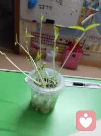 培养孩子的专注力其实很容易

观察绿豆发芽
 
自从买了一个特制的学生观看绿豆成长过程的工具后，我们就经常用它来发几种绿芽，然后观察各种豆的成长过程。
 
这种工具是由一个小的塑料杯、杯状的塑料杯，杯子上加了一个定制篮。这个制篮的作用是让浸泡好的豆不会长期泡在水里，防止腐烂。我们刚开始的时候严格按照说明书来培育豆。先用水浸泡绿豆2天，之后就把泡好的绿豆放在杯口处的制篮上，并且要用一张特别的湿纸巾垫在制篮上。过几天绿豆就长出芽了，豆根往下长，因为杯子里有水，它就要拼命往下扎根，根吸到水份，否则就会枯死。绿豆的生长速度很快，4-5天就能长到10厘米。
 
这次我就直接把绿豆放进杯子里，用水没住豆子，过几天绿豆就发芽了，水份也吸干了，我就再放一点水进去。再过2天就长出10厘米了，豆瓣中间的豆叶片也分离了，豆瓣互相分离，仿佛是婴儿终于挣脱了妈妈的怀抱，自由生活了。观察植物生长的过程，让我既感受到了生命的神奇，也能让孩子培养耐心和专注力。
 
 配图