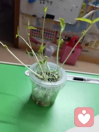 培养孩子的专注力其实很容易

观察绿豆发芽
 
自从买了一个特制的学生观看绿豆成长过程的工具后，我们就经常用它来发几种绿芽，然后观察各种豆的成长过程。
 
这种工具是由一个小的塑料杯、杯状的塑料杯，杯子上加了一个定制篮。这个制篮的作用是让浸泡好的豆不会长期泡在水里，防止腐烂。我们刚开始的时候严格按照说明书来培育豆。先用水浸泡绿豆2天，之后就把泡好的绿豆放在杯口处的制篮上，并且要用一张特别的湿纸巾垫在制篮上。过几天绿豆就长出芽了，豆根往下长，因为杯子里有水，它就要拼命往下扎根，根吸到水份，否则就会枯死。绿豆的生长速度很快，4-5天就能长到10厘米。
 
这次我就直接把绿豆放进杯子里，用水没住豆子，过几天绿豆就发芽了，水份也吸干了，我就再放一点水进去。再过2天就长出10厘米了，豆瓣中间的豆叶片也分离了，豆瓣互相分离，仿佛是婴儿终于挣脱了妈妈的怀抱，自由生活了。观察植物生长的过程，让我既感受到了生命的神奇，也能让孩子培养耐心和专注力。
 
 配图