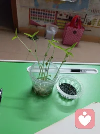 培养孩子的专注力其实很容易

观察绿豆发芽
 
自从买了一个特制的学生观看绿豆成长过程的工具后，我们就经常用它来发几种绿芽，然后观察各种豆的成长过程。
 
这种工具是由一个小的塑料杯、杯状的塑料杯，杯子上加了一个定制篮。这个制篮的作用是让浸泡好的豆不会长期泡在水里，防止腐烂。我们刚开始的时候严格按照说明书来培育豆。先用水浸泡绿豆2天，之后就把泡好的绿豆放在杯口处的制篮上，并且要用一张特别的湿纸巾垫在制篮上。过几天绿豆就长出芽了，豆根往下长，因为杯子里有水，它就要拼命往下扎根，根吸到水份，否则就会枯死。绿豆的生长速度很快，4-5天就能长到10厘米。
 
这次我就直接把绿豆放进杯子里，用水没住豆子，过几天绿豆就发芽了，水份也吸干了，我就再放一点水进去。再过2天就长出10厘米了，豆瓣中间的豆叶片也分离了，豆瓣互相分离，仿佛是婴儿终于挣脱了妈妈的怀抱，自由生活了。观察植物生长的过程，让我既感受到了生命的神奇，也能让孩子培养耐心和专注力。
 
 配图