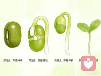 培养孩子的专注力其实很容易

观察绿豆发芽
 
自从买了一个特制的学生观看绿豆成长过程的工具后，我们就经常用它来发几种绿芽，然后观察各种豆的成长过程。
 
这种工具是由一个小的塑料杯、杯状的塑料杯，杯子上加了一个定制篮。这个制篮的作用是让浸泡好的豆不会长期泡在水里，防止腐烂。我们刚开始的时候严格按照说明书来培育豆。先用水浸泡绿豆2天，之后就把泡好的绿豆放在杯口处的制篮上，并且要用一张特别的湿纸巾垫在制篮上。过几天绿豆就长出芽了，豆根往下长，因为杯子里有水，它就要拼命往下扎根，根吸到水份，否则就会枯死。绿豆的生长速度很快，4-5天就能长到10厘米。
 
这次我就直接把绿豆放进杯子里，用水没住豆子，过几天绿豆就发芽了，水份也吸干了，我就再放一点水进去。再过2天就长出10厘米了，豆瓣中间的豆叶片也分离了，豆瓣互相分离，仿佛是婴儿终于挣脱了妈妈的怀抱，自由生活了。观察植物生长的过程，让我既感受到了生命的神奇，也能让孩子培养耐心和专注力。
 
 配图