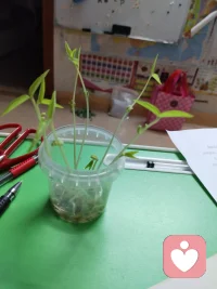 培养孩子的专注力其实很容易

观察绿豆发芽
 
自从买了一个特制的学生观看绿豆成长过程的工具后，我们就经常用它来发几种绿芽，然后观察各种豆的成长过程。
 
这种工具是由一个小的塑料杯、杯状的塑料杯，杯子上加了一个定制篮。这个制篮的作用是让浸泡好的豆不会长期泡在水里，防止腐烂。我们刚开始的时候严格按照说明书来培育豆。先用水浸泡绿豆2天，之后就把泡好的绿豆放在杯口处的制篮上，并且要用一张特别的湿纸巾垫在制篮上。过几天绿豆就长出芽了，豆根往下长，因为杯子里有水，它就要拼命往下扎根，根吸到水份，否则就会枯死。绿豆的生长速度很快，4-5天就能长到10厘米。
 
这次我就直接把绿豆放进杯子里，用水没住豆子，过几天绿豆就发芽了，水份也吸干了，我就再放一点水进去。再过2天就长出10厘米了，豆瓣中间的豆叶片也分离了，豆瓣互相分离，仿佛是婴儿终于挣脱了妈妈的怀抱，自由生活了。观察植物生长的过程，让我既感受到了生命的神奇，也能让孩子培养耐心和专注力。
 
 配图