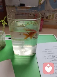 观鱼赏都都是一种疗愈的好方法配图