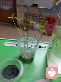 观鱼赏都都是一种疗愈的好方法配图