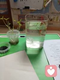 观鱼赏都都是一种疗愈的好方法配图