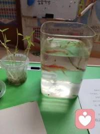 观鱼赏都都是一种疗愈的好方法配图