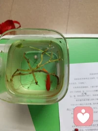 观鱼赏都都是一种疗愈的好方法配图