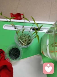 观鱼赏都都是一种疗愈的好方法配图