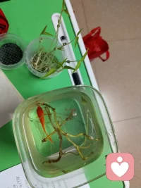 观鱼赏都都是一种疗愈的好方法配图