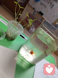 观鱼赏都都是一种疗愈的好方法配图