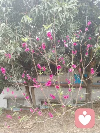 初入心途：在破碎的褶皱里，看见光的模样
 
拿到家庭教育指导师证书的那一刻，指尖抚过烫金的字迹，满心都是对这份职业的憧憬——以为会是陪家长解锁育儿智慧，伴孩子奔赴成长坦途，在温馨的亲子互动里，见证一个个家庭的温暖模样。可真正站在心理指导的岗位上，直面那些真实的求助时，才发现眼前的世界，满是家庭关系的褶皱与心灵的阴霾。
 
我见过太多拧巴的亲密关系，两性之间的沟通只剩指责与沉默，曾经的温情被琐碎磨成针尖，每一次对话都成了彼此的消耗；也遇见过边界模糊的亲子联结，错位的依恋困住了孩子的成长，也束缚了家长的人生，那些看似浓烈的爱，实则成了彼此的枷锁；还有更多被情绪裹挟的灵魂，焦虑、迷茫、自我内耗，在心理的泥沼里独自挣扎，连呼吸都带着疲惫。这些破碎的片段、失衡的关系、扭曲的情绪，像一张张密网，猝不及防地将我包裹，让初入行业的我，生出满心的无力与惶恐，甚至一次次问自己：我真的能Hold住吗？
 
这份无力，并非源于对难题的畏惧，而是初触人心深处的柔软与脆弱时，那份沉甸甸的共情。当倾听成为常态，当那些压抑已久的委屈、无人理解的痛苦、难以言说的挣扎，一字一句砸进心里，才懂心理指导从不是简单的“讲道理”“给方法”，而是要蹲下来，走进对方的世界，接住那些摇摇欲坠的情绪，陪他们在黑暗里，慢慢找到光的方向。而这份接住的力量，需要的不仅是专业的知识，更是一颗足够强大、足够温柔，且能在共情与抽离间找到平衡的心。
 
我开始明白，这份职业遇见的“不健全”与“不健康”，从来不是生活的全部，只是被生活的风雨打湿了的角落。那些带着问题而来的家庭与个人，并非天生的“糟糕者”，只是在关系的相处里、在情绪的处理中，走偏了方向，弄丢了方法，他们带着满身的疲惫求助，本质上，都是在渴望被理解、被看见，渴望找回关系的温度，找回内心的平静。而我的存在，不是要去评判谁的对错，不是要去修补完美的模板，而是做一个温柔的陪伴者、专业的引导者，帮他们梳理缠绕的情绪，厘清错位的关系，找到问题的症结，然后陪着他们，一点点拆掉心里的墙，一点点重建对生活的信心。
 
初入心途的慌乱与无措，终究会在一次次实践中，慢慢沉淀为前行的力量。那些见过的破碎，会让我更懂关系的珍贵；那些听过的痛苦，会让我更知共情的重量；那些暂时的无力，会成为我不断学习、不断成长的动力——去深耕专业知识，去打磨沟通技巧，去修炼强大的内心，让自己既有接住情绪的温柔，也配图