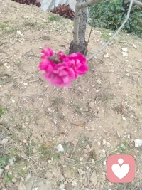 初入心途：在破碎的褶皱里，看见光的模样
 
拿到家庭教育指导师证书的那一刻，指尖抚过烫金的字迹，满心都是对这份职业的憧憬——以为会是陪家长解锁育儿智慧，伴孩子奔赴成长坦途，在温馨的亲子互动里，见证一个个家庭的温暖模样。可真正站在心理指导的岗位上，直面那些真实的求助时，才发现眼前的世界，满是家庭关系的褶皱与心灵的阴霾。
 
我见过太多拧巴的亲密关系，两性之间的沟通只剩指责与沉默，曾经的温情被琐碎磨成针尖，每一次对话都成了彼此的消耗；也遇见过边界模糊的亲子联结，错位的依恋困住了孩子的成长，也束缚了家长的人生，那些看似浓烈的爱，实则成了彼此的枷锁；还有更多被情绪裹挟的灵魂，焦虑、迷茫、自我内耗，在心理的泥沼里独自挣扎，连呼吸都带着疲惫。这些破碎的片段、失衡的关系、扭曲的情绪，像一张张密网，猝不及防地将我包裹，让初入行业的我，生出满心的无力与惶恐，甚至一次次问自己：我真的能Hold住吗？
 
这份无力，并非源于对难题的畏惧，而是初触人心深处的柔软与脆弱时，那份沉甸甸的共情。当倾听成为常态，当那些压抑已久的委屈、无人理解的痛苦、难以言说的挣扎，一字一句砸进心里，才懂心理指导从不是简单的“讲道理”“给方法”，而是要蹲下来，走进对方的世界，接住那些摇摇欲坠的情绪，陪他们在黑暗里，慢慢找到光的方向。而这份接住的力量，需要的不仅是专业的知识，更是一颗足够强大、足够温柔，且能在共情与抽离间找到平衡的心。
 
我开始明白，这份职业遇见的“不健全”与“不健康”，从来不是生活的全部，只是被生活的风雨打湿了的角落。那些带着问题而来的家庭与个人，并非天生的“糟糕者”，只是在关系的相处里、在情绪的处理中，走偏了方向，弄丢了方法，他们带着满身的疲惫求助，本质上，都是在渴望被理解、被看见，渴望找回关系的温度，找回内心的平静。而我的存在，不是要去评判谁的对错，不是要去修补完美的模板，而是做一个温柔的陪伴者、专业的引导者，帮他们梳理缠绕的情绪，厘清错位的关系，找到问题的症结，然后陪着他们，一点点拆掉心里的墙，一点点重建对生活的信心。
 
初入心途的慌乱与无措，终究会在一次次实践中，慢慢沉淀为前行的力量。那些见过的破碎，会让我更懂关系的珍贵；那些听过的痛苦，会让我更知共情的重量；那些暂时的无力，会成为我不断学习、不断成长的动力——去深耕专业知识，去打磨沟通技巧，去修炼强大的内心，让自己既有接住情绪的温柔，也配图