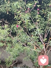 刚才接了广东的朋友一单，全部讲白话，要知道广东省很大，不是所有广东人都会讲白话，好在我什么话都会听会讲，白话，普通话，英语，日语，客家话都会都会。做一个充满正能量的心理咨询师.