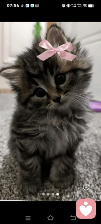 美食治愈心灵，动物也是人类最好的朋友。