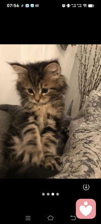 美食治愈心灵，动物也是人类最好的朋友。