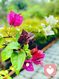 一心向阳花儿也会更美，何况人呢？配图
