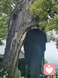 看一这颗千疮百孔的树…

每天给自己的生活创造一点灵气，其实很简单，放慢脚步，听一下夏天的蝉鸣，看一下雨中蜗牛🐌的漫步，早上看一下刚生升起来的太阳。听一听鸟儿的悦耳动听的歌声……，这些看似无用的东西，其实是我们最需要的东西，而且是免费的东西。只有身心愉悦，生活学习工作才会效率更高。