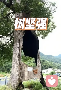 看一这颗千疮百孔的树…

每天给自己的生活创造一点灵气，其实很简单，放慢脚步，听一下夏天的蝉鸣，看一下雨中蜗牛🐌的漫步，早上看一下刚生升起来的太阳。听一听鸟儿的悦耳动听的歌声……，这些看似无用的东西，其实是我们最需要的东西，而且是免费的东西。只有身心愉悦，生活学习工作才会效率更高。