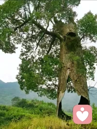 看一这颗千疮百孔的树…

每天给自己的生活创造一点灵气，其实很简单，放慢脚步，听一下夏天的蝉鸣，看一下雨中蜗牛🐌的漫步，早上看一下刚生升起来的太阳。听一听鸟儿的悦耳动听的歌声……，这些看似无用的东西，其实是我们最需要的东西，而且是免费的东西。只有身心愉悦，生活学习工作才会效率更高。