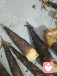笋扎根黑暗，只为奔赴天光，节节向上，满满能量配图