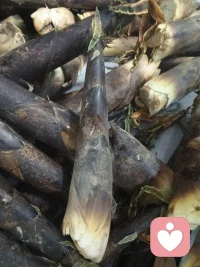 笋扎根黑暗，只为奔赴天光，节节向上，满满能量配图