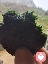 烟火人间，用心耕耘，一口手作的蒿子粑粑，治愈所有疲惫与匆忙配图