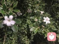 我们总是习惯追着时间跑，赶日出、赶路口、赶未完成的清单，把日子过成不停歇的赶路。忙着应付琐事，忙着追赶期待，忙着迎合外界的节奏，却忘了停下来，看看身边的风景，感受当下的温度。配图