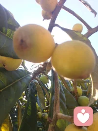枝头枇杷熟，岁月皆温柔，人间初夏，甜而不腻配图