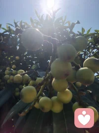 枝头枇杷熟，岁月皆温柔，人间初夏，甜而不腻配图