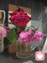 花开是独有的清冷，凋落是无声的体面配图