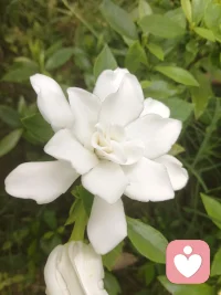 夏日漫开的栀子花，带着干净柔和的香气，像一位安静的倾听者，接纳所有无处安放的情绪。配图
