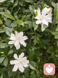 夏日漫开的栀子花，带着干净柔和的香气，像一位安静的倾听者，接纳所有无处安放的情绪。配图
