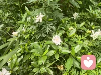 夏日漫开的栀子花，带着干净柔和的香气，像一位安静的倾听者，接纳所有无处安放的情绪。配图