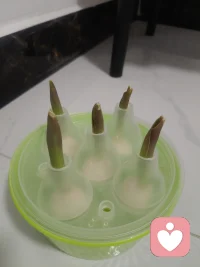 我的郁金香又长高了一点点 ，你呢 ？今天又开心了一点吗配图