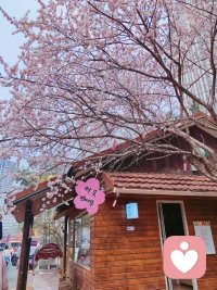 春来了，花开了。