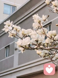 城市一隅，玉兰静开，愿你在平凡日常里，也能遇见这般温柔与光亮！配图