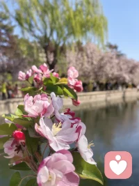 远方的花虽多，但眼前的花更艳，千万不要舍近求远…