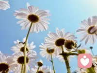 你的光芒，不需要所有人的掌声来加冕；你的选择，也不需要所有人的理解来背书。在这个喧嚣的世界里，懂你的人无需多言，不懂你的人百口莫辩。与其在别人的嘴里寻找存在感，不如在自己的心里修篱种菊。配图
