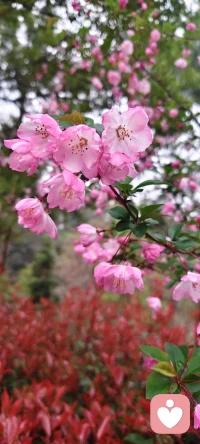 一枝粉色海棠，半倚春风，不负花期，不负此间春色配图