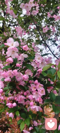 一枝粉色海棠，半倚春风，不负花期，不负此间春色配图