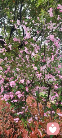 一枝粉色海棠，半倚春风，不负花期，不负此间春色配图