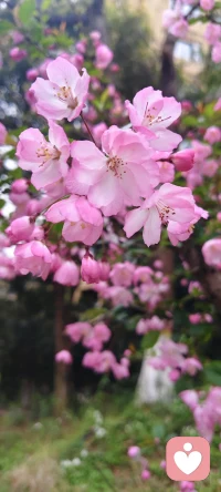 一枝粉色海棠，半倚春风，不负花期，不负此间春色配图