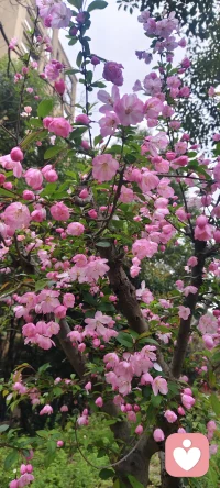 一枝粉色海棠，半倚春风，不负花期，不负此间春色配图